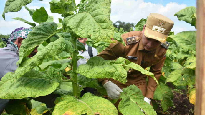 Farmer Field Day Bawa Angin Segar! Pemkab Sumedang Bersinergi dengan Unwim, Petani Tembakau Dapat Dukungan Penuh