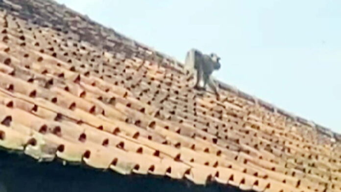 Monyet Turun Gunung Gegerkan Warga Sukaraja Tasikmalaya, Diduga Kelaparan