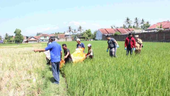 Warga Garut Geger! Mayat Pria Ditemukan di Pematang Sawah Banyuresmi