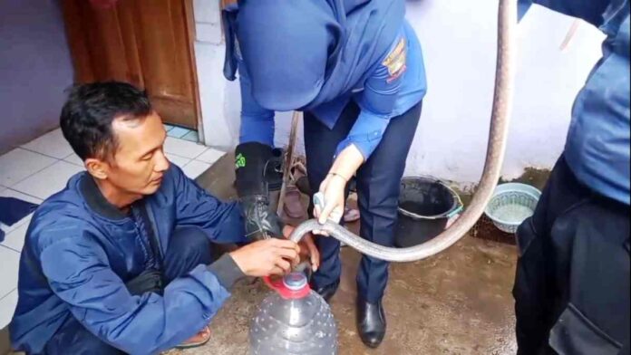 Kemunculan Ular Sowo Kopi Gegerkan Warga Kebonkol Sumedang, Satu Keluarga Panik dan Lapor Damkar