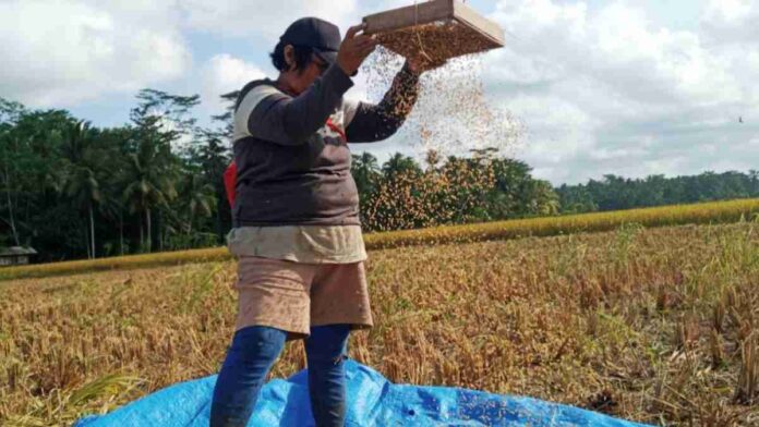 Harga Gabah di Kabupaten Pangandaran Masih Stabil Saat Musim Panen