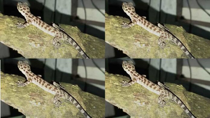Spesies Cicak Jari Bengkok Baru dari Simeulue, Cyrtodactylus maryantoi