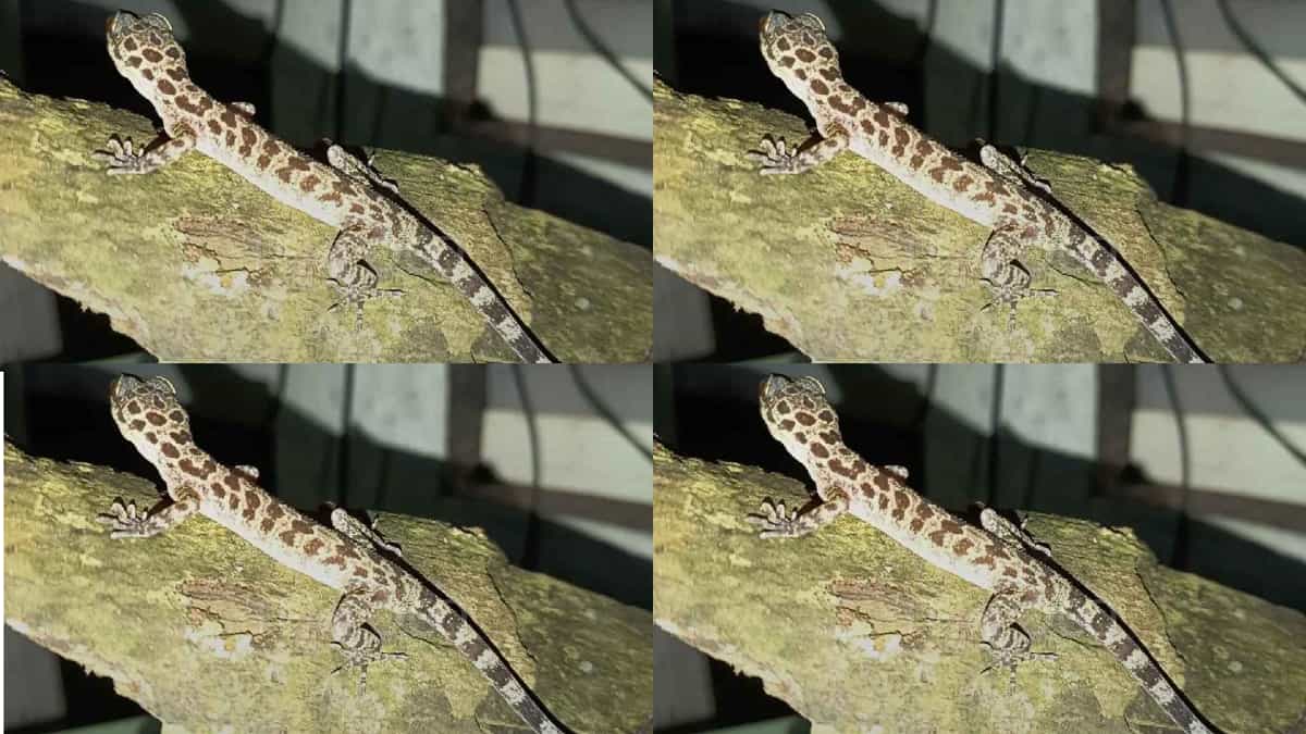 Spesies Cicak Jari Bengkok Baru dari Simeulue, Cyrtodactylus Maryantoi