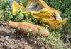 Warga Garut Temukan Mortir Diduga Sisa Perang Dunia II di Lahan Rumah